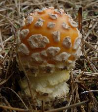 Amanita muscaria image