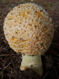 Amanita muscaria image