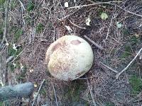 Calvatia gigantea image