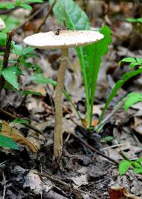 Macrolepiota procera var. procera image