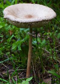 Macrolepiota procera var. procera image