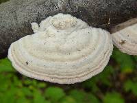 Trichaptum biforme image