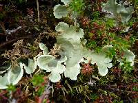 Image of Peltigera arctica