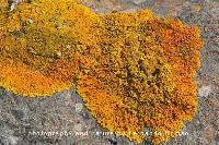 Image of Xanthoria calcicola