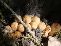 Coprinellus micaceus image