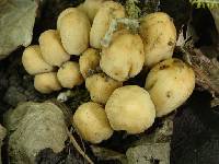 Coprinellus micaceus image