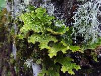 Lobaria pulmonaria image