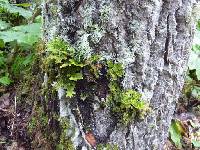 Lobaria pulmonaria image