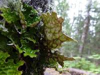 Lobaria pulmonaria image