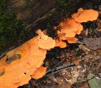 Laetiporus sulphureus image