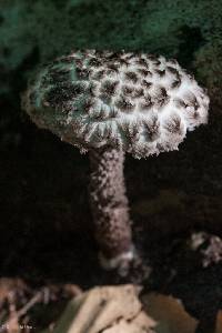 Strobilomyces strobilaceus image