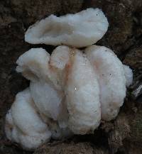 Entoloma abortivum image