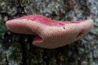 Fistulina hepatica image