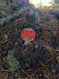 Amanita muscaria image