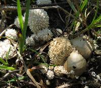 Image of Lycoperdon curtisii