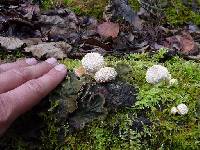 Lycoperdon perlatum image