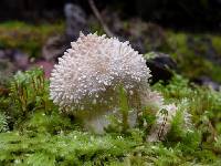 Lycoperdon perlatum image