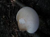 Piptoporus betulinus image