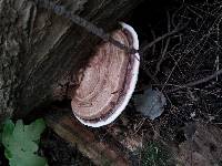 Ganoderma applanatum image