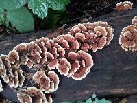 Trametes versicolor image