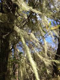 Ramalina menziesii image