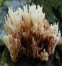 Artomyces pyxidatus image