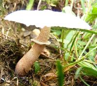 Leucoagaricus americanus image