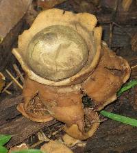 Geastrum triplex image