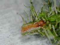 Usnea strigosa image