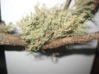 Usnea strigosa image