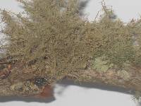 Usnea strigosa image