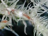 Usnea strigosa image