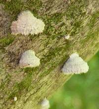 Schizophyllum commune image