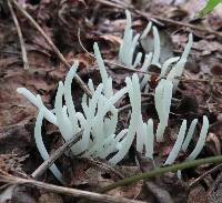 Clavaria fragilis image