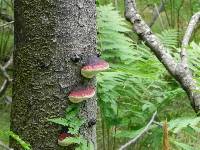 Fomitopsis pinicola image