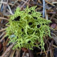 Letharia columbiana image