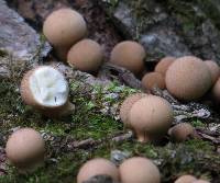 Lycoperdon pyriforme image