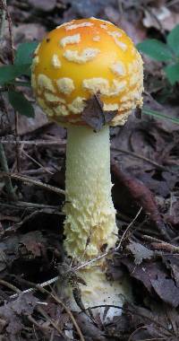 Amanita muscaria image