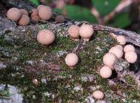 Lycoperdon pyriforme image