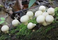 Lycoperdon pyriforme image