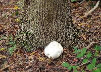 Calvatia gigantea image