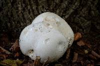 Calvatia gigantea image