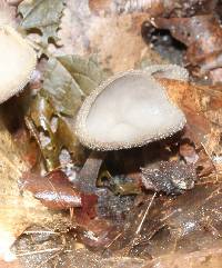 Helvella macropus image