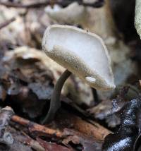 Helvella macropus image