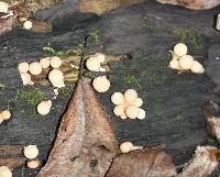 Lycoperdon pyriforme image