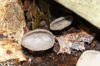 Helvella macropus image