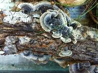 Trametes versicolor image