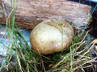 Lycoperdon pyriforme image