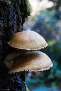 Gymnopilus ventricosus image