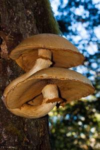 Gymnopilus ventricosus image